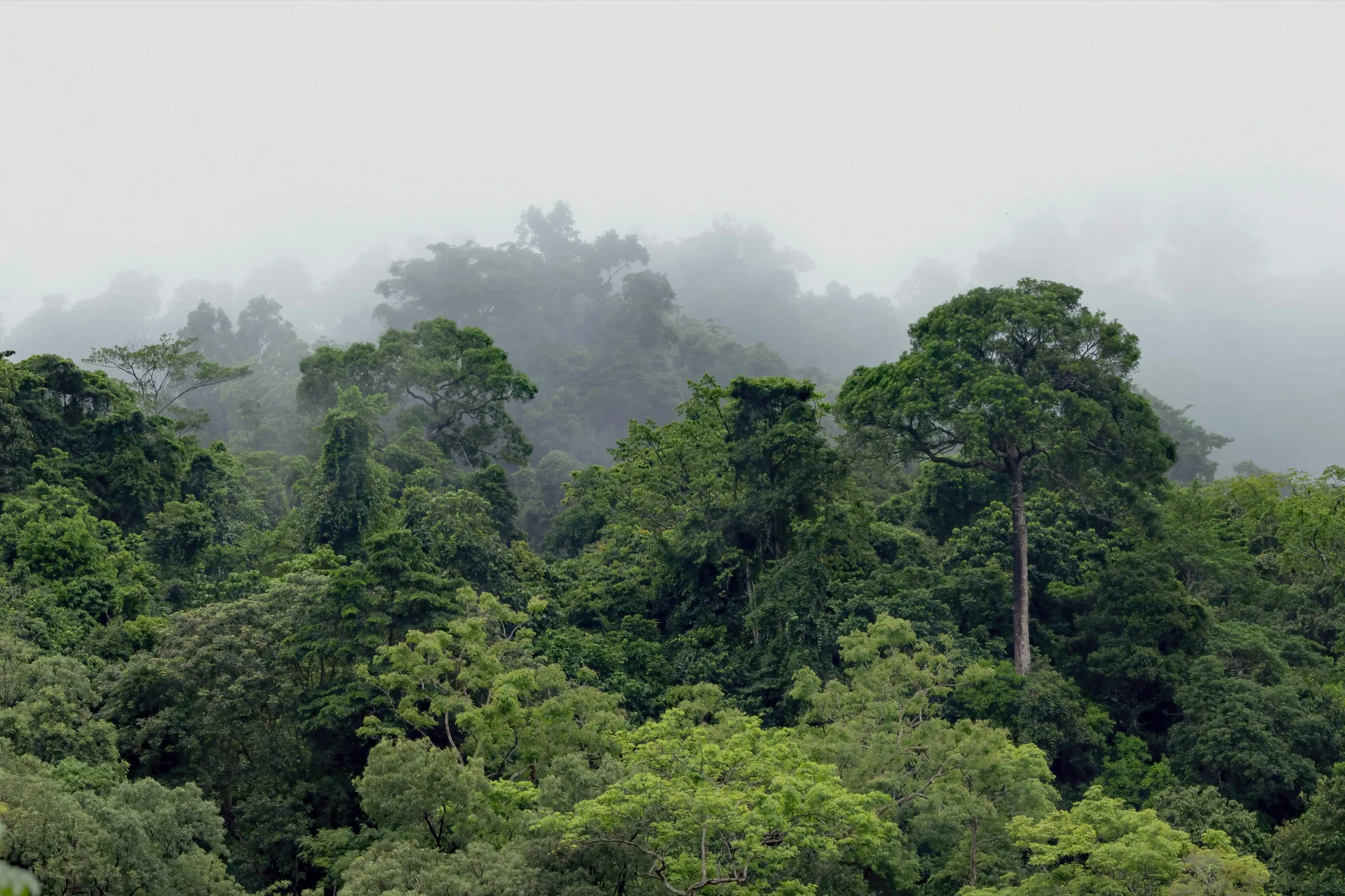 Amazon rainforest in mist